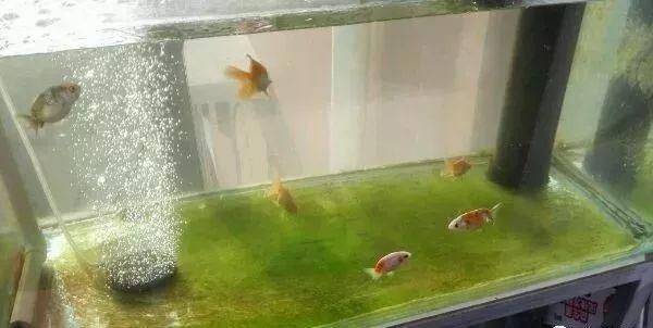 龍魚缸里長褐苔好不好（龍魚缸里長褐苔好不好龍魚缸里長褐苔好不好）