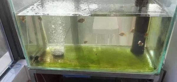 龍魚缸里長褐苔好不好（龍魚缸里長褐苔好不好龍魚缸里長褐苔好不好）