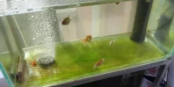龍魚缸里長褐苔好不好（龍魚缸里長褐苔好不好龍魚缸里長褐苔好不好）