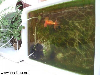 龍魚缸里長褐苔好不好（龍魚缸里長褐苔好不好龍魚缸里長褐苔好不好）