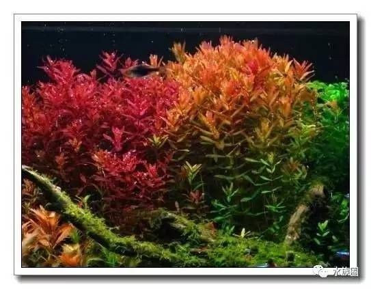 紅光對魚缸照射有影響嗎？（如何科學設置魚缸燈光） 紅光對魚缸照射有影響嗎？（如何科學設置魚缸燈光） 魚缸百科 第1張