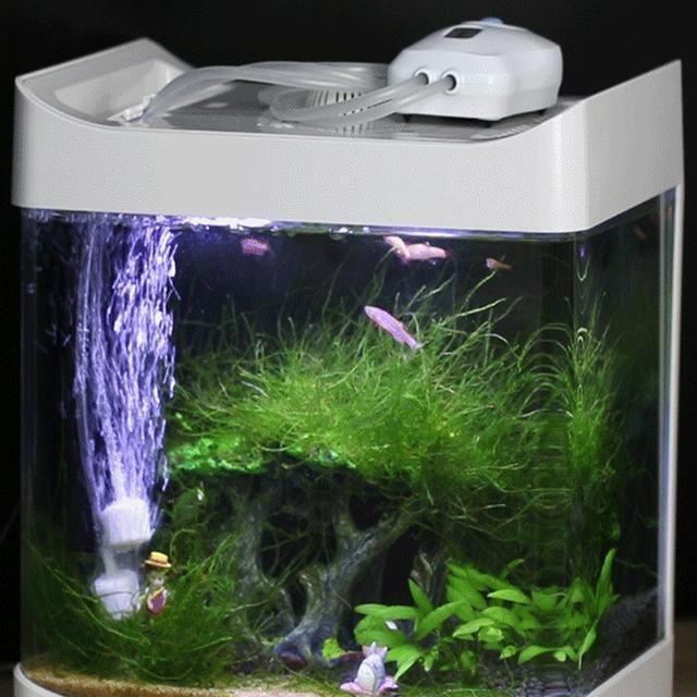 剛給魚缸換完水水渾,如何快速恢復(fù)魚缸水質(zhì)平衡?魚缸水渾時(shí)如何正確換水? 魚缸百科 第5張 剛給魚缸換完水水渾,如何快速恢復(fù)魚缸水質(zhì)平衡?魚缸水渾時(shí)如何正確換水? 剛給魚缸換完水水渾,如何快速恢復(fù)魚缸水質(zhì)平衡?魚缸水渾時(shí)如何正確換水? 魚缸百科 第5張