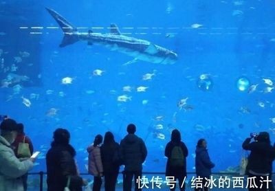 巨型金龍魚和虎鯨哪個厲害點好：探討虎鯨與巨型金龍魚哪個更厲害，從多個角度來考慮