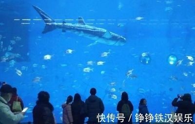 巨型金龍魚和虎鯨哪個厲害點好：探討虎鯨與巨型金龍魚哪個更厲害，從多個角度來考慮