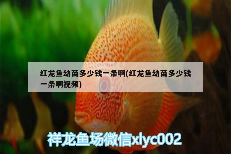 印尼虎魚多少溫度飼養最好:印尼虎魚多少溫度飼養最好印尼虎魚多少溫度飼養最好 菏澤魚缸回收公司電話號碼多少(長沙的創意家居飾品店有哪些是上了檔次的) 全國水族館企業名錄 菏澤魚缸回收公司電話號碼多少(長沙的創意家居飾品店有哪些是上了檔次的) 菏澤魚缸回收公司電話號碼多少(長沙的創意家居飾品店有哪些是上了檔次的) 全國水族館企業名錄
