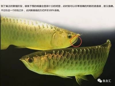 龍魚的繁殖期（龍魚的繁殖期在什么時候？）