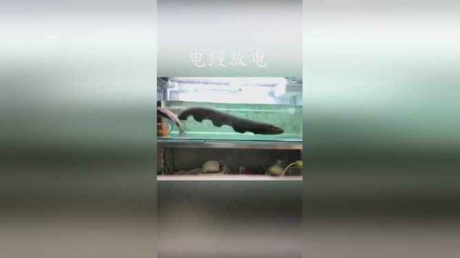 電鰻的神秘世界，你了解多少？：養(yǎng)殖電鰻需要注意什么？