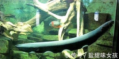 電鰻的神秘世界，你了解多少？：養(yǎng)殖電鰻需要注意什么？