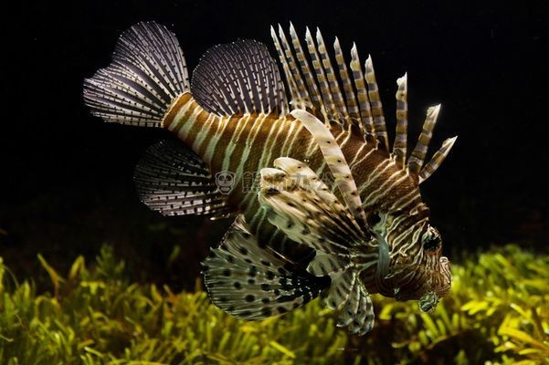 魚缸背景圖片大全超清壁紙圖片（魚缸背景圖片大全）