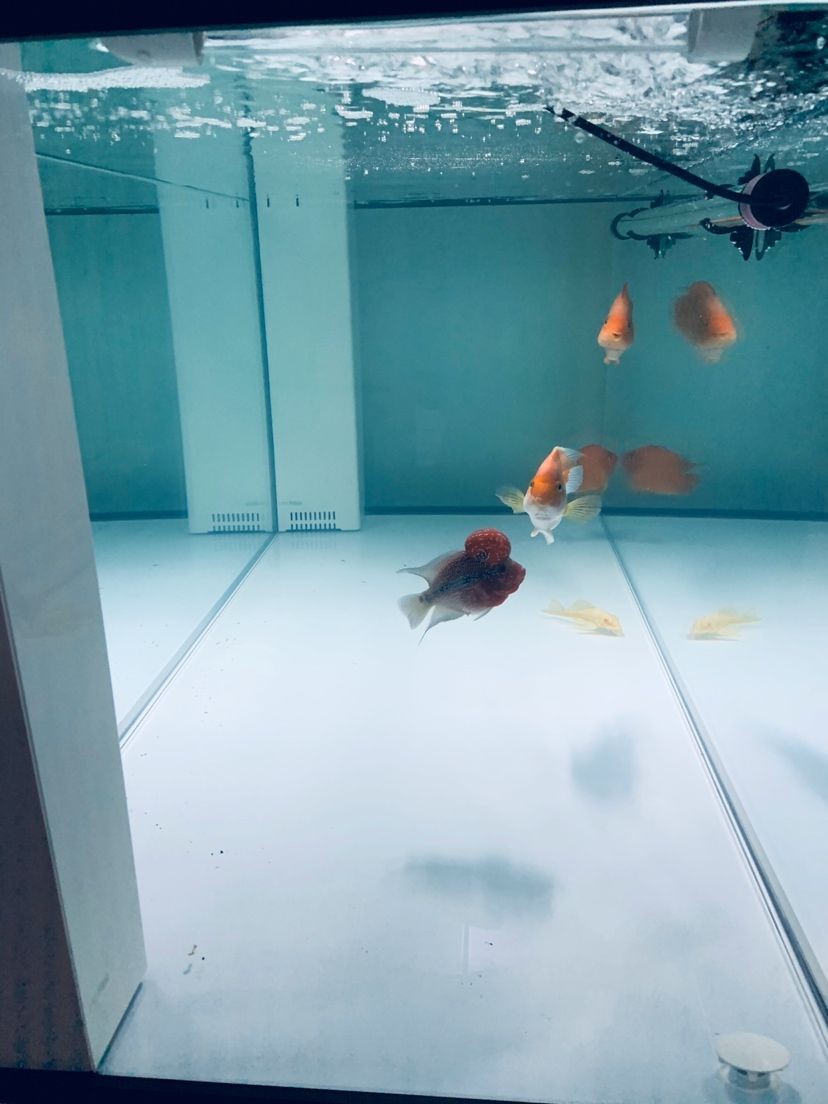 金龍魚身上有蟲子怎么辦（金龍魚尾巴上有白色肉瘤）