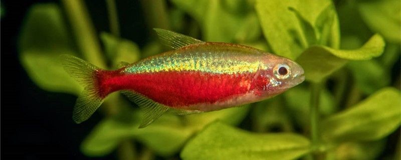 金龍魚身上有蟲子怎么辦（金龍魚尾巴上有白色肉瘤）