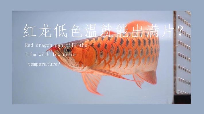 五原縣芳草伊人植物館（五原縣芳草伊人植物館電話）