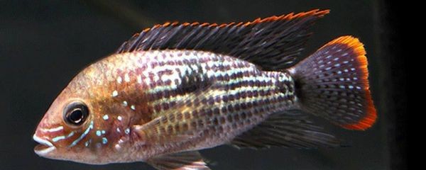 黃金鳉屬于龍魚嗎【黃金鳉和龍魚屬于龍魚的分類學(xué)中黃金鳉和龍魚的區(qū)別】