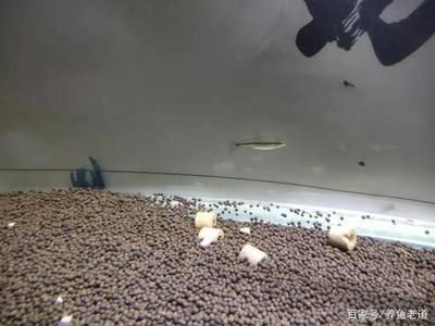 銀版魚幼魚飼料喂養技巧：銀龍魚幼魚飼料營養搭配指南