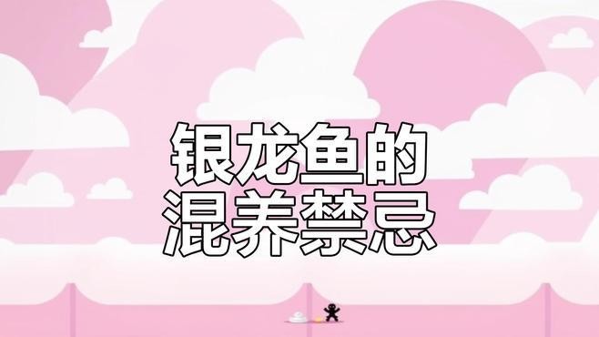 銀龍魚飼養(yǎng)需要注意什么？ 銀龍魚飼養(yǎng)需要注意什么？ 龍魚百科 第3張