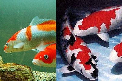 魚缸過濾系統(tǒng)的養(yǎng)護(hù)步驟和注意事項(xiàng)掌握正確的養(yǎng)魚技巧：如何在過濾良好的魚缸中成功養(yǎng)魚