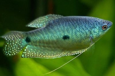 雪龍魚繁殖習性研究：雪龍魚繁殖成功案例分享