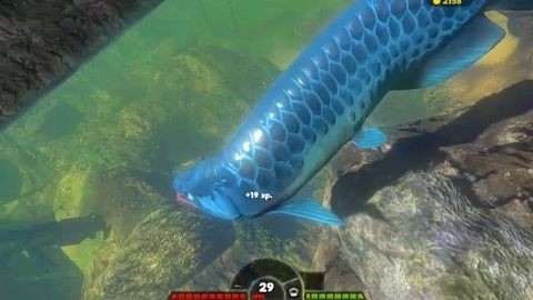 金龍魚能多久不吃東西會餓死：金龍魚多久不吃東西會餓死