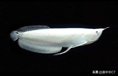 龍魚價格排行榜前十名有哪些，血紅龍魚價格排行榜前十名的部分品種和相關信息