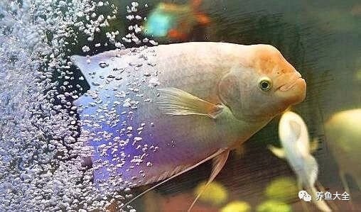龍魚白點病會傳染嗎