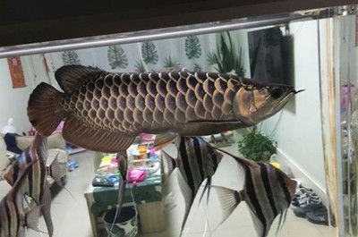 龍魚鱗片掉落后的再生情況（龍魚鱗片掉落可以再生嗎？） 龍魚鱗片掉落后的再生情況（龍魚鱗片掉落可以再生嗎？） 龍魚百科 第4張