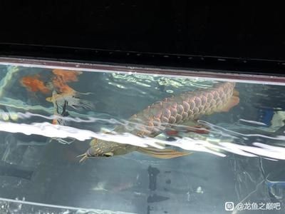 龍魚鱗片掉落后的再生情況（龍魚鱗片掉落可以再生嗎？） 龍魚鱗片掉落后的再生情況（龍魚鱗片掉落可以再生嗎？） 龍魚百科 第2張