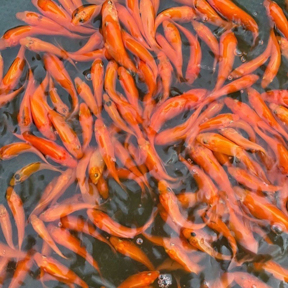 紅鯉魚的養(yǎng)殖技巧，紅鯉魚的養(yǎng)殖技巧和養(yǎng)殖技巧：如何養(yǎng)殖紅鯉魚