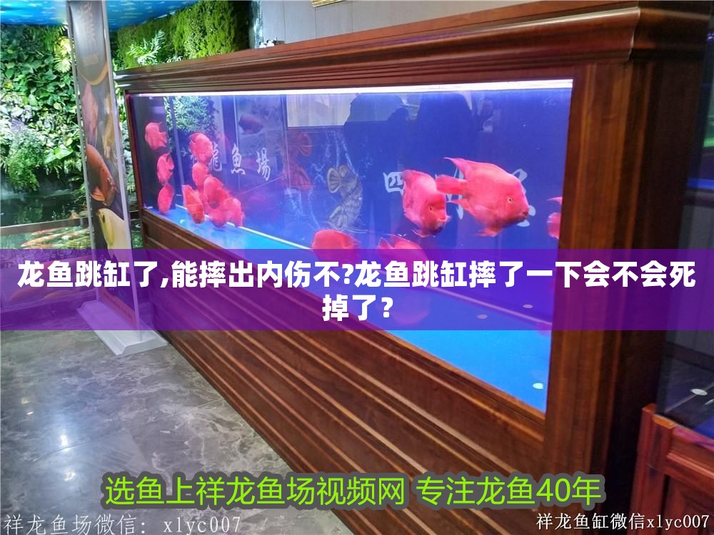 龍魚跳缸了,能摔出內傷不?龍魚跳缸摔了一下會不會死掉了?