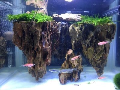 魚缸spirit:\"魚缸spirit\"
