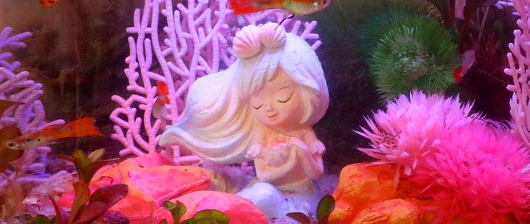 畫法幾何魚缸花盆怎么用視頻（畫法幾何魚缸智能魚缸安裝和使用教程被詳細展示）