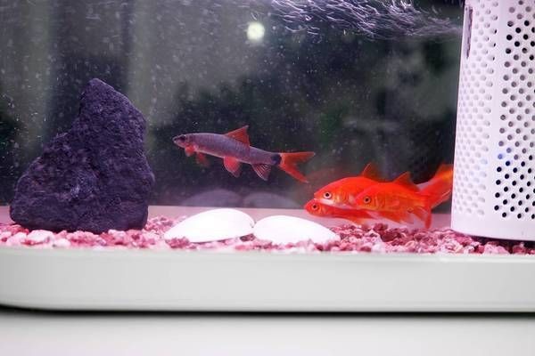 畫法幾何魚缸花盆怎么用視頻（畫法幾何魚缸智能魚缸安裝和使用教程被詳細展示）