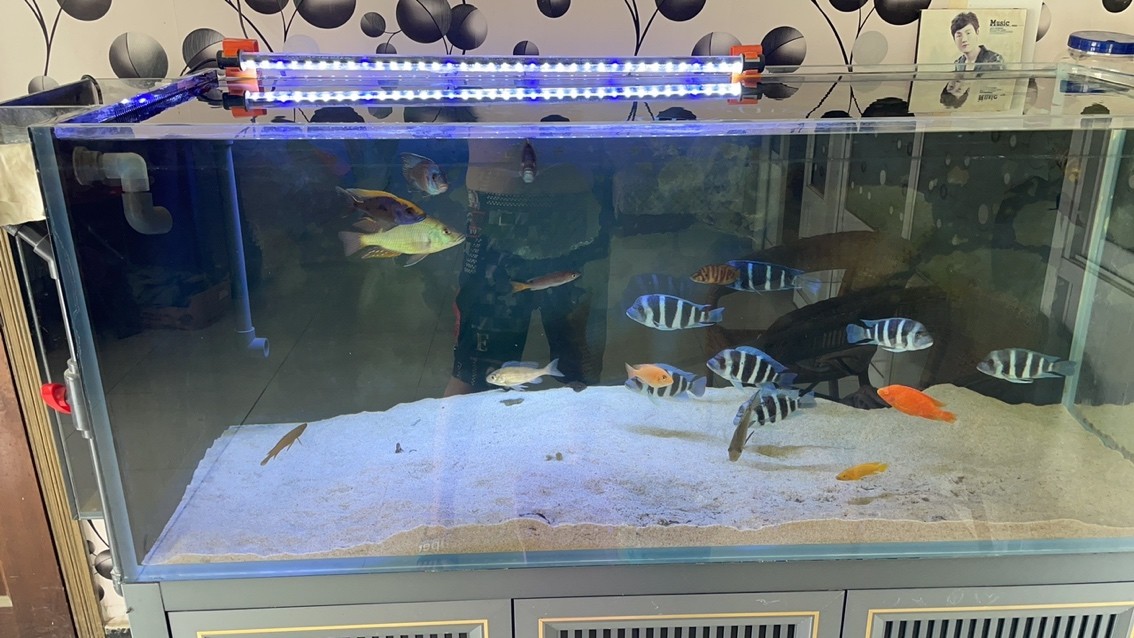 上海有哪些花鳥魚蟲市場？：上海最大的花鳥魚蟲市場在東湖生態(tài)園-花鳥魚蟲市場