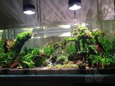 恐龍王魚(yú)魚(yú)缸水草選擇指南:恐龍王魚(yú)魚(yú)缸水草布局技巧