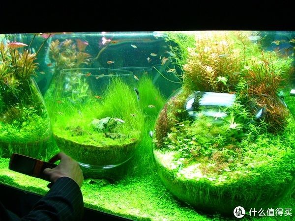 恐龍王魚(yú)魚(yú)缸水草選擇指南:恐龍王魚(yú)魚(yú)缸水草布局技巧