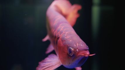 紅龍魚尾巴邊緣發白是什么病（紅龍魚尾巴發白怎么辦）