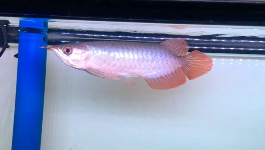 紅龍魚品種排行圖大全圖解 紅龍魚品種排行圖大全圖解 龍魚百科 第47張