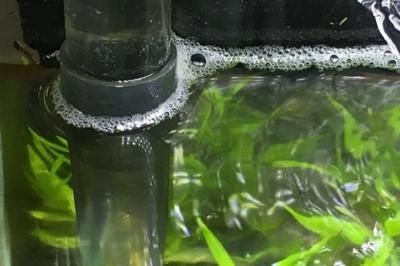 魚缸水好多泡泡怎么處理(魚缸水出現大量氣泡可能是由多種原因引起的,魚缸水好多泡泡怎么處理) 魚缸百科 第1張 魚缸水好多泡泡怎么處理(魚缸水出現大量氣泡可能是由多種原因引起的,魚缸水好多泡泡怎么處理) 魚缸水好多泡泡怎么處理(魚缸水出現大量氣泡可能是由多種原因引起的,魚缸水好多泡泡怎么處理) 魚缸百科 第1張