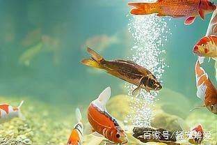 魚缸水好多泡泡怎么處理(魚缸水出現大量氣泡可能是由多種原因引起的,魚缸水好多泡泡怎么處理) 魚缸百科 第3張 魚缸水好多泡泡怎么處理(魚缸水出現大量氣泡可能是由多種原因引起的,魚缸水好多泡泡怎么處理) 魚缸水好多泡泡怎么處理(魚缸水出現大量氣泡可能是由多種原因引起的,魚缸水好多泡泡怎么處理) 魚缸百科 第3張