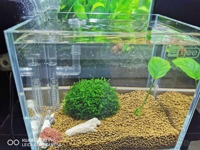 魚缸水好多泡泡怎么處理(魚缸水出現大量氣泡可能是由多種原因引起的,魚缸水好多泡泡怎么處理) 魚缸百科 第2張 魚缸水好多泡泡怎么處理(魚缸水出現大量氣泡可能是由多種原因引起的,魚缸水好多泡泡怎么處理) 魚缸水好多泡泡怎么處理(魚缸水出現大量氣泡可能是由多種原因引起的,魚缸水好多泡泡怎么處理) 魚缸百科 第2張