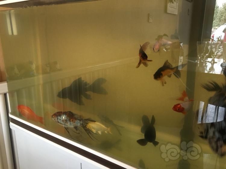 魚缸水好多泡泡怎么處理(魚缸水出現大量氣泡可能是由多種原因引起的,魚缸水好多泡泡怎么處理) 魚缸百科 第5張 魚缸水好多泡泡怎么處理(魚缸水出現大量氣泡可能是由多種原因引起的,魚缸水好多泡泡怎么處理) 魚缸水好多泡泡怎么處理(魚缸水出現大量氣泡可能是由多種原因引起的,魚缸水好多泡泡怎么處理) 魚缸百科 第5張