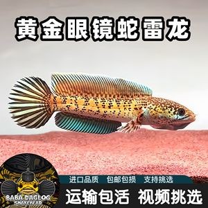 黃金眼鏡蛇雷龍魚苗(黃金眼鏡蛇雷龍魚苗價格) 龍魚百科 第1張 黃金眼鏡蛇雷龍魚苗(黃金眼鏡蛇雷龍魚苗價格) 黃金眼鏡蛇雷龍魚苗(黃金眼鏡蛇雷龍魚苗價格) 龍魚百科 第1張