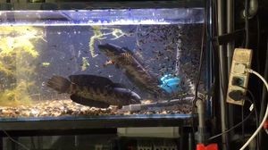 黃金眼鏡蛇雷龍魚苗(黃金眼鏡蛇雷龍魚苗價格) 龍魚百科 第2張 黃金眼鏡蛇雷龍魚苗(黃金眼鏡蛇雷龍魚苗價格) 黃金眼鏡蛇雷龍魚苗(黃金眼鏡蛇雷龍魚苗價格) 龍魚百科 第2張
