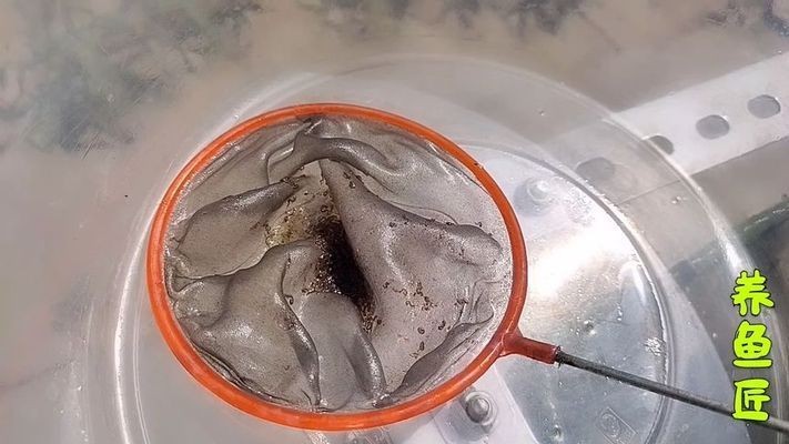 黃金眼鏡蛇雷龍魚苗(黃金眼鏡蛇雷龍魚苗價格) 龍魚百科 第5張 黃金眼鏡蛇雷龍魚苗(黃金眼鏡蛇雷龍魚苗價格) 黃金眼鏡蛇雷龍魚苗(黃金眼鏡蛇雷龍魚苗價格) 龍魚百科 第5張