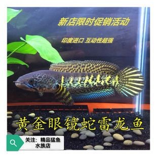黃金眼鏡蛇雷龍魚苗(黃金眼鏡蛇雷龍魚苗價格) 龍魚百科 第4張 黃金眼鏡蛇雷龍魚苗(黃金眼鏡蛇雷龍魚苗價格) 黃金眼鏡蛇雷龍魚苗(黃金眼鏡蛇雷龍魚苗價格) 龍魚百科 第4張