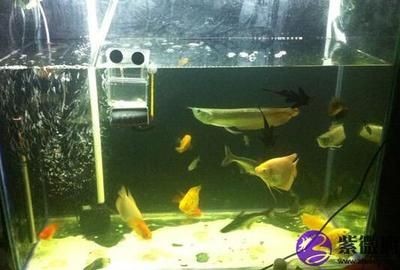 風水學中魚缸魚的數量與風水魚的選擇與選擇數量的方法：風水學中養魚的數量