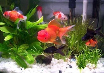 風水學中魚缸魚的數量與風水魚的選擇與選擇數量的方法：風水學中養魚的數量