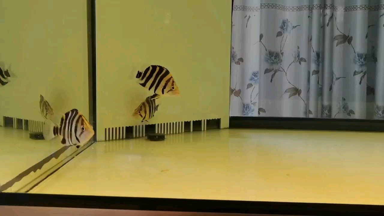 嘎嘎明的虎！