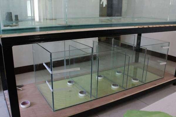養龍魚用什么過濾器