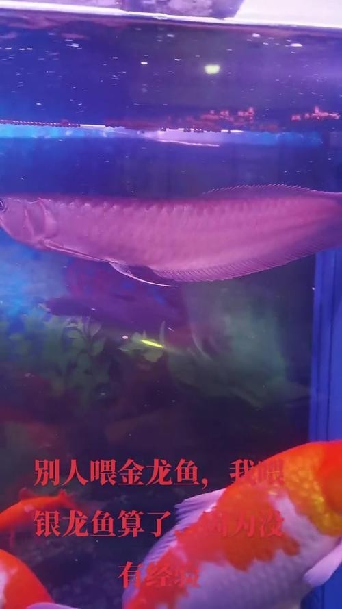 銀龍魚是觀賞魚嗎圖片大全 銀龍魚是觀賞魚嗎圖片大全 龍魚百科 第17張