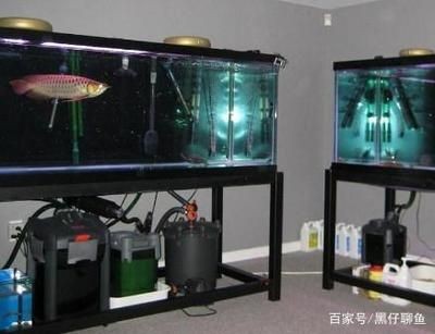 養龍魚應該用什么濾材比較好：養龍魚應該用什么濾材比較好養龍魚應該用什么濾材